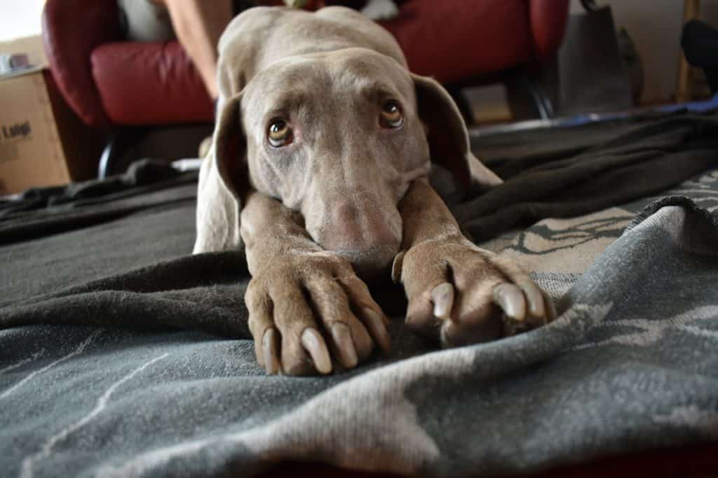 Dog 5499325 1920