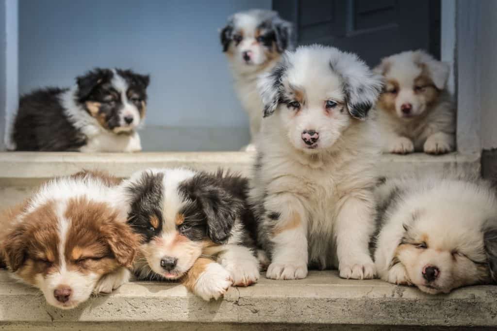 Dogs