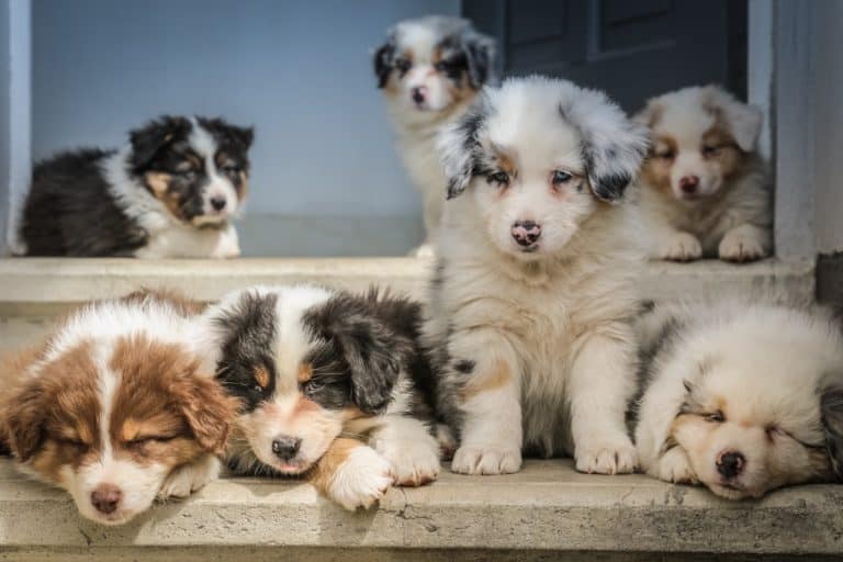 What is Puppy Socialization Anyway?
