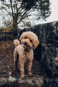 Fredrik Ohlander Tgbrqw52Thw Unsplash