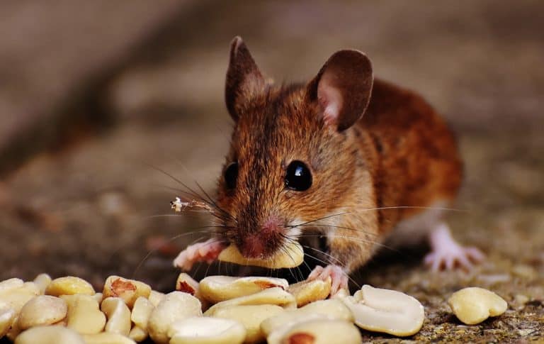 Will My Pet Dog Keep Mice Away from My Home?