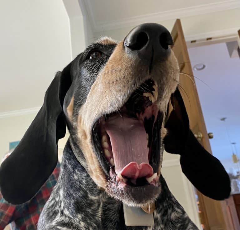 Bored dog?