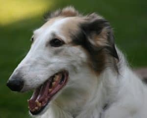 Borzoi 2831946 1920