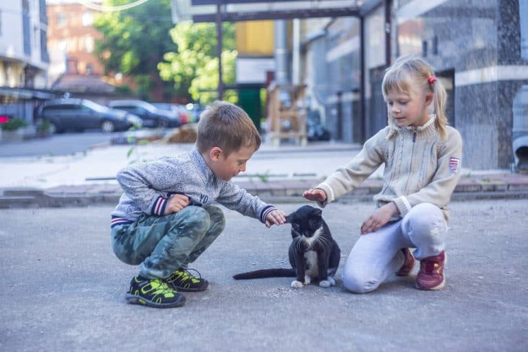 Cats and Kids (part one)