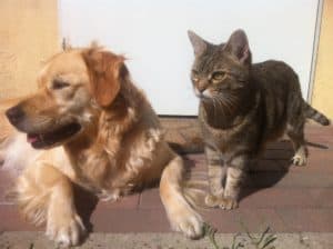 Dog 1023933 1920