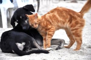 Dog 3438453 1920