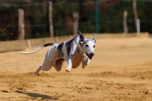 Dog 3682124 1920