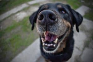 Dog 4088557 1920