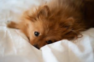 Dog 5073041 1920
