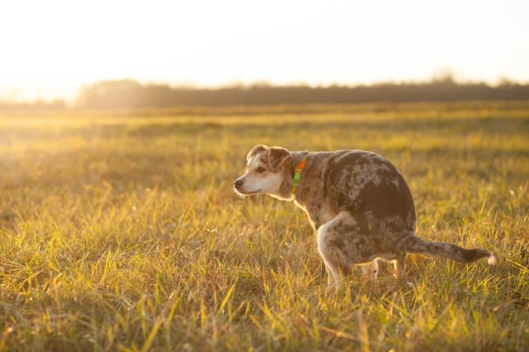 Taking Care of Number 2 (Or what to do about dog poop)