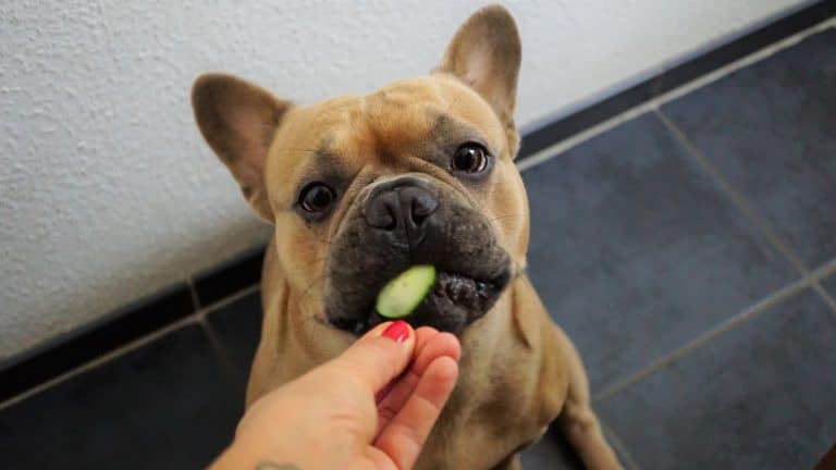Can You Give Soy To Your Dog?