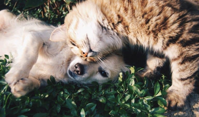 Six Animals That Get Along Perfectly Well With Dogs