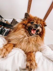 Pomeranian 5868419 1920