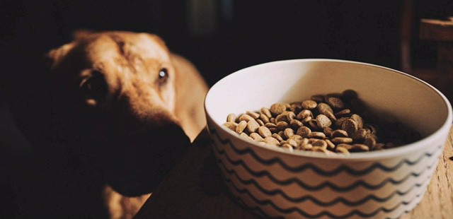 What you must know when buying healthy dog food