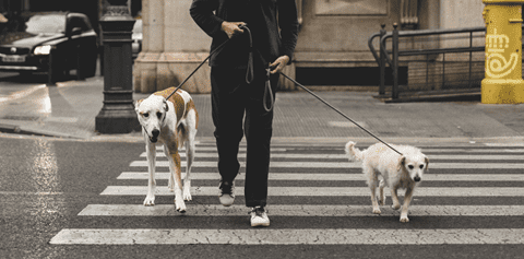Teaching Your Dog to Walk Well on Leash