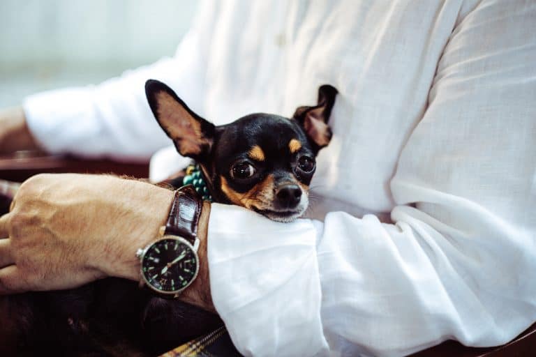 Reasons Which Make Chihuahuas The Best Pet Dogs