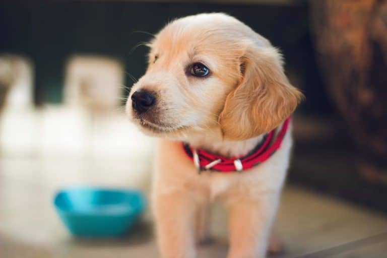 How Many Calories Does Your Dog Breed Need?