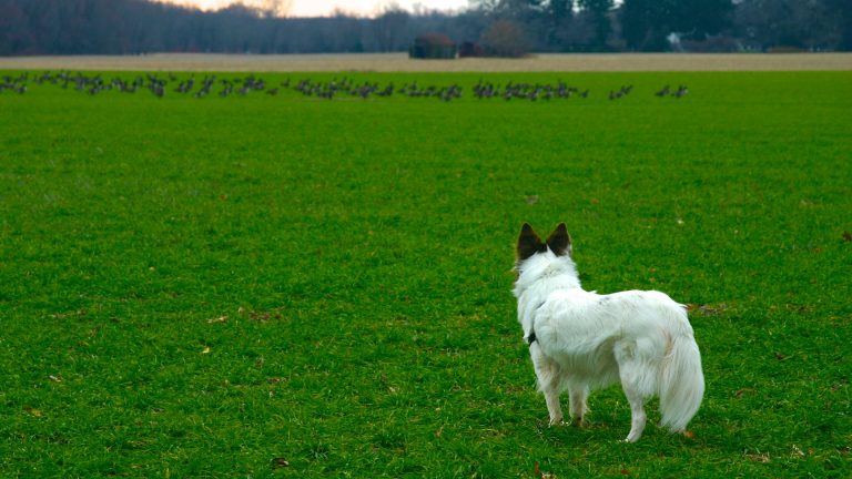 Why Does My Dog Chase After Wild Animals?