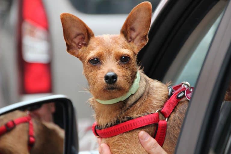 Why Does My Dog Get Carsick?