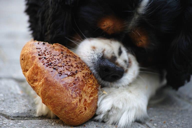 How to stop your dog from stealing food