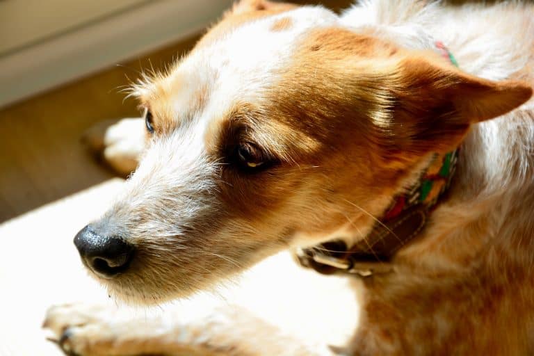 What is Canine Stress?