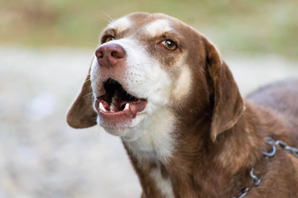 Dog 5618924 1920