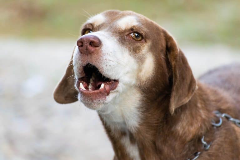 How to Stop a Dog from Barking at Night  