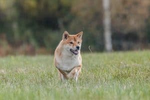 Dog 5831806 1920