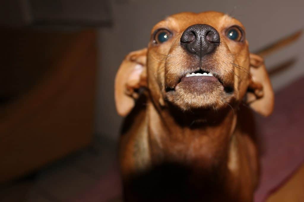 Dog 588431 1920