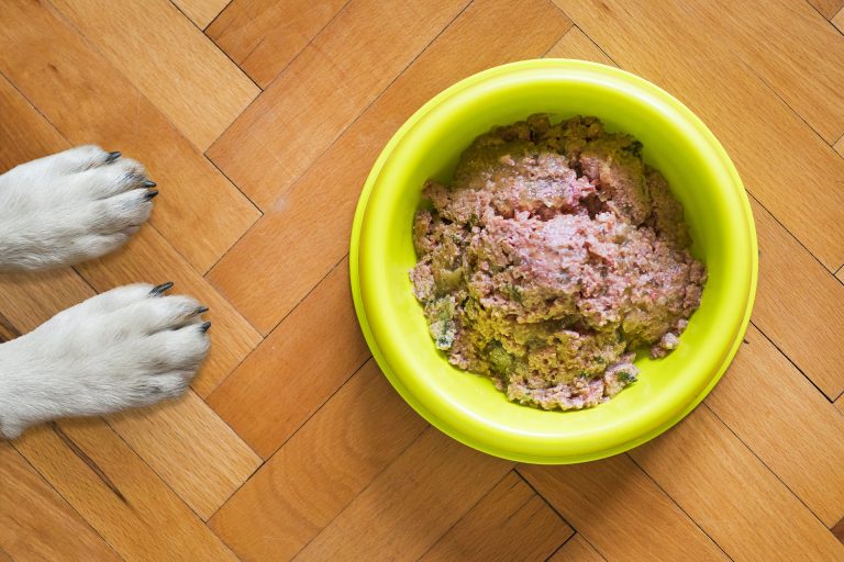 Is your dog a fast eater? It’s time to slow them down