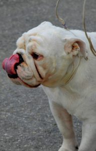 English Bulldog 991552 1920