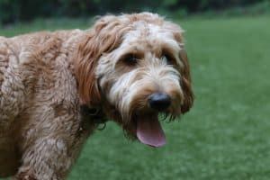 Goldendoodle 5354835 1920