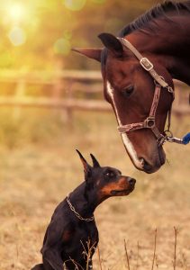 Horse 5642874 1920