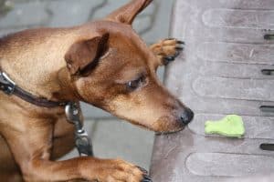 Reh Pinscher 4119263 1920