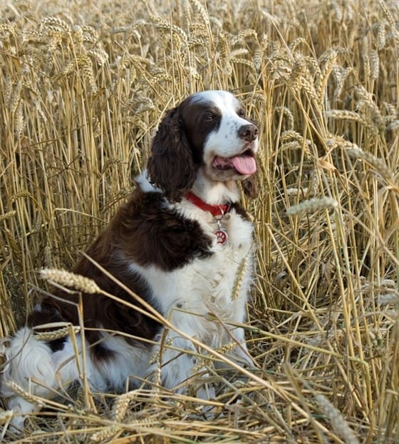 How To Raise A Farm Dog