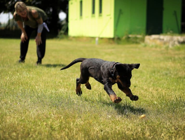 Keeping Dogs and Cats Out of Your Garden