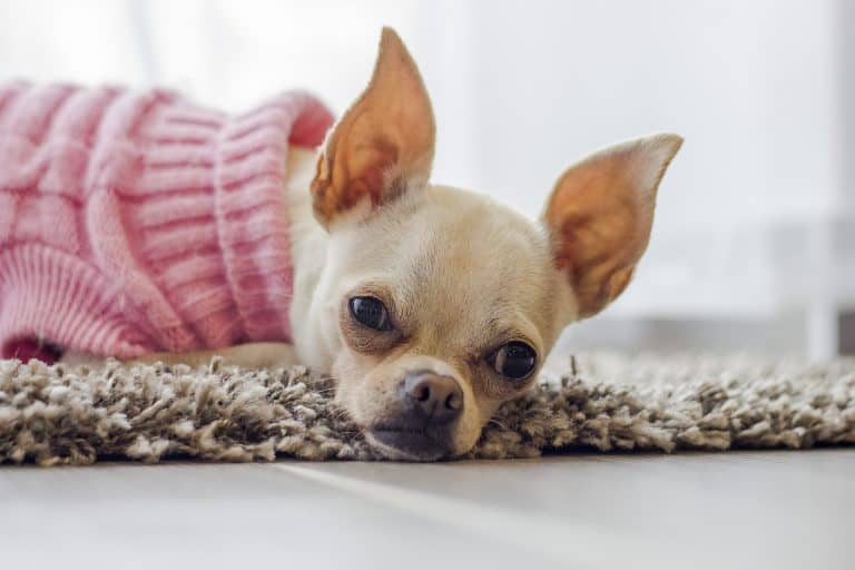 How to Train Your Dog to Use a Litter Box: Step by Step