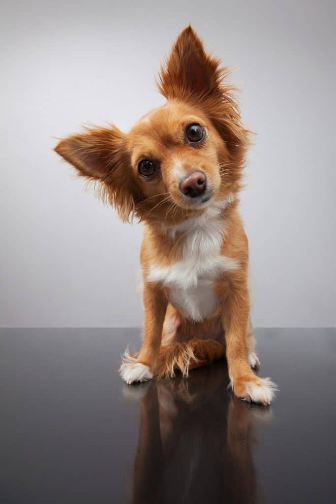 Dog 1723894 1920