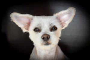 Dog 4087221 1920