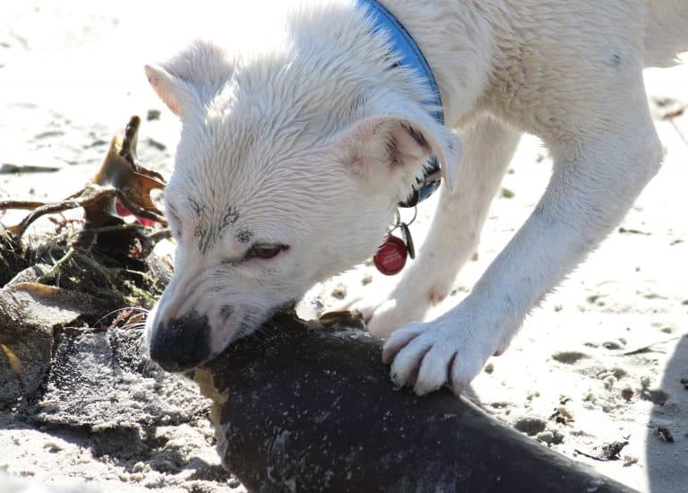 Why does my dog eat everything?