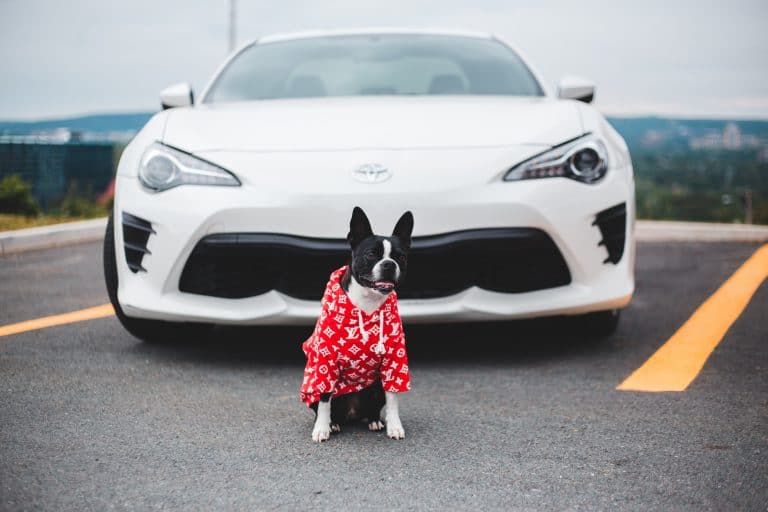 5 Tips For An Amazing Road Trip With Your Dog