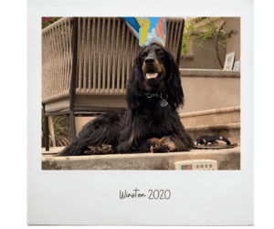 Winston 2020