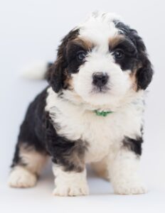 Bernedoodle 3710338 1920