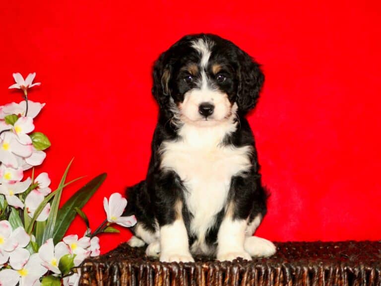 Bernedoodle Haircuts, Dog Health, and Feeding