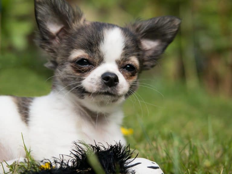 Puppy Training: Teaching basic commands