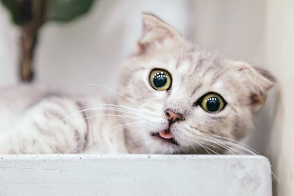 Cute Cat