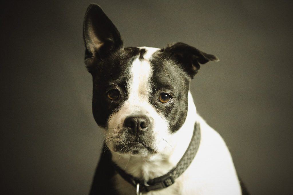 Dog 2178696 1920