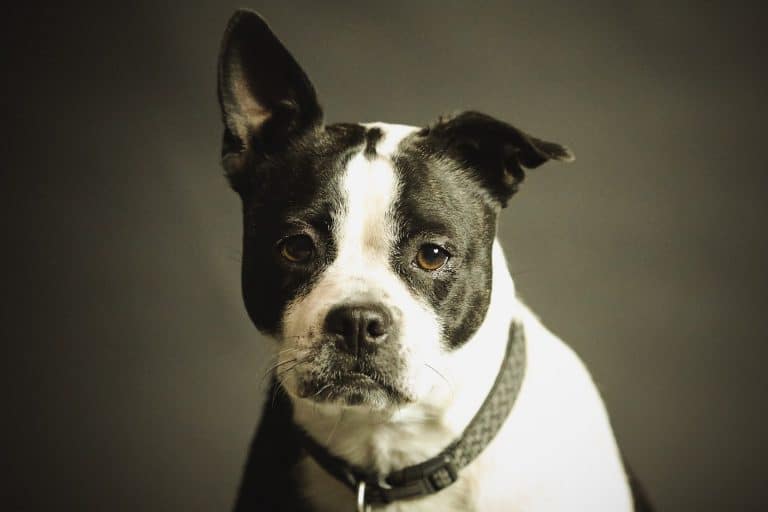 Memorialize your dog with a Remarkebly Pet Portrait