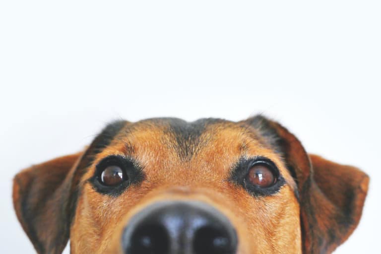 Taking Care Of Your Dog: Everything You Need to Know About Pet Insurance