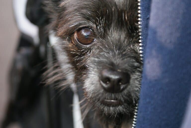 Socializing the shy and fearful dog